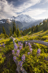 Wildblumen im Mount Ranier National Park - AURF01707