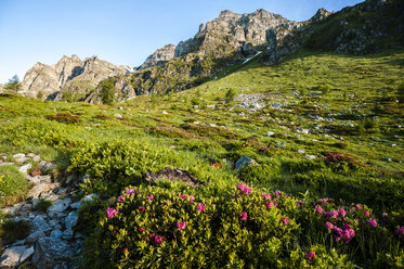 Blick auf Berge und Alpenblumen im Devero-Nationalpark bei Sonnenaufgang, Ossola, Italien. - AURF01730