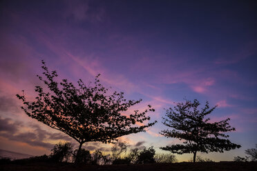 Zwei Silhouetten von Bäumen bei Sonnenuntergang, Bali, Indonesien. - AURF01740