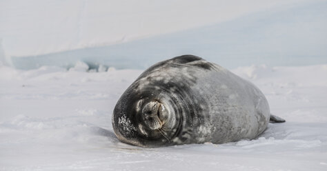Weddellrobbe (Leptonychotes weddellii) auf der gefrorenen Oberfläche des Rossmeeres. - AURF01744