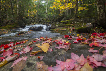 Wasserfall am Snyder Brook im Herbst, White Mountain National Forest, New Hampshire. - AURF01745