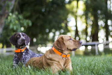 Zwei Hunde entspannen sich im Sommergras - AURF01758