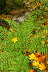 Fluss Hermo in Fuentes im Naturpark Narcea Asturien Spanien - AURF01777