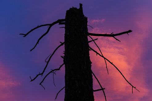 Baum Silhouette Sonnenuntergang - AURF01801