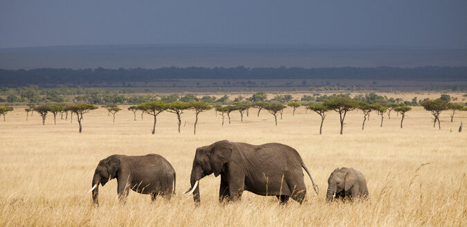 Drei Afrikanische Elefanten (Loxodonta) beim Spaziergang in der Masai Mara in Kenia. - AURF01804