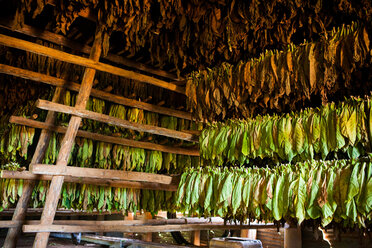 In einer strohgedeckten Hütte hängen Tabakblätter in verschiedenen Stadien zum Trocknen an den Dachsparren. - AURF01810