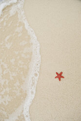 A starfish lying on the beach in the San Blas Islands, Panama. - AURF01841