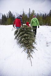 Eine junge Familie schleppt einen frisch geschlagenen Weihnachtsbaum durch ein Feld auf einer Baumfarm in British Columbia, Kanada. - AURF01854