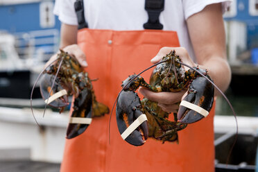 Teenage lobsterman apprentice shows off recent catch of lobsters - AURF01857