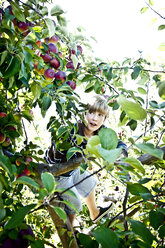 A boy searches for just the righ apple high up in a tree - AURF01920