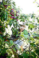 Ein Junge sucht hoch oben in einem Baum nach dem richtigen Apfel - AURF01920
