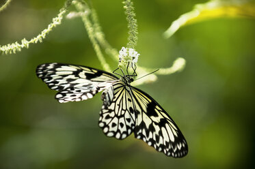 Ein Schmetterling im Schmetterlingspark auf der Insel Sentosa, Singapur. - AURF01942