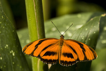 A Banded Orange Heliconian butterfly (Dryadula phaetusa) basks on a leaf at the Niagara Butterfly Conservatory in Niagara Falls, - AURF01952