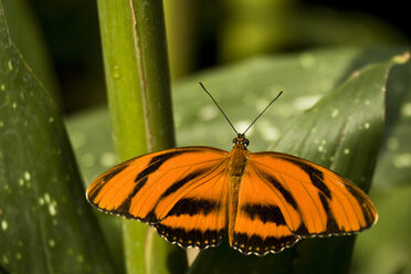 Ein Gebänderter Orangeschmetterling (Dryadula phaetusa) sonnt sich auf einem Blatt im Niagara Butterfly Conservatory in Niagara Falls, - AURF01952