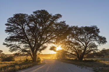 Botswana, Kgalagadi Transfrontier Park, Kalahari, gravel road and camelthorns at sunrise - FOF10188