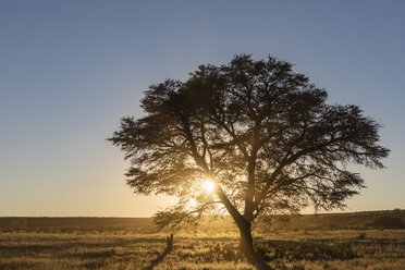 Botswana, Kgalagadi Transfrontier Park, Kalahari, Kameldorn bei Sonnenaufgang - FOF10189