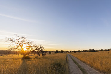 Botswana, Kgalagadi Transfrontier Park, Kalahari, gravel road and camelthorns at sunset - FOF10196