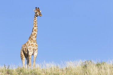 Afrika, Botsuana, Kgalagadi Transfrontier Park, Giraffe - FOF10198