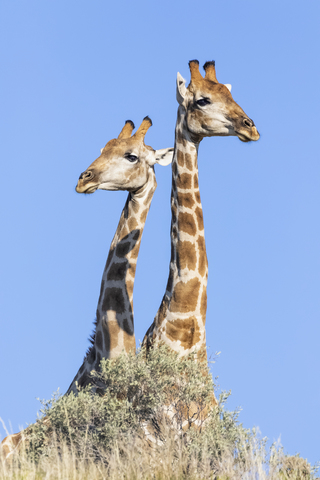 Afrika, Botsuana, Kgalagadi Transfrontier Park, Giraffen, lizenzfreies Stockfoto