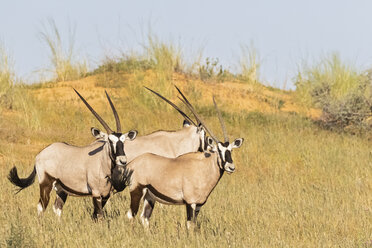 Botswana, Kalahari, Kgalagadi Transfrontier Park, Gemsböcke, Oryxgazellen - FOF10201