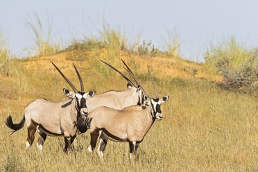 Botswana, Kalahari, Kgalagadi Transfrontier Park, Gemsboks, Oryx gazella - FOF10201