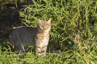 Botswana, Kgalagadi Transfrontier Park, Afrikanische Wildkatze, Felis silvestris lybica - FOF10202