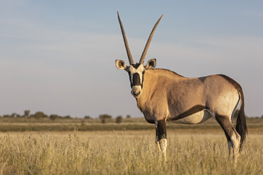 Botswana, Kgalagadi Transfrontier National Park, Mabuasehube Game Reserve, Gemsbock suchen, Oryxgazelle - FOF10212