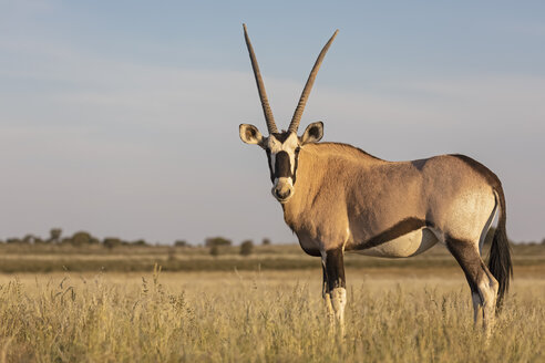 Botswana, Kgalagadi Transfrontier National Park, Mabuasehube Game Reserve, Gemsbok looking, Oryx gazella - FOF10212