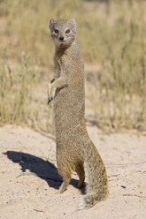 Botsuana, Kgalagadi Transfrontier National Park, Mabuasehube Game Reserve, Gelbe Manguste, cynictis penicillata - FOF10213