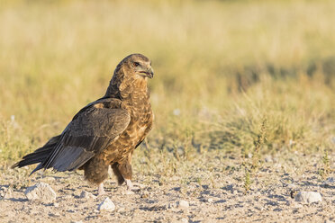 Botswana, Kgalagadi Transfrontier National Park, Mabuasehube Game Reserve, Bataleur-Adler, Jungtier, Terathopius ecaudatus - FOF10214