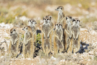 Botswana, Kgalagadi Transfrontier National Park, Mabuasehube Game Reserve, Erdmännchen, Suricata suricatta - FOF10215
