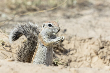 Botsuana, Kgalagadi Transfrontier National Park, Mabuasehube Game Reserve, Afrikanisches Erdhörnchen, Xerus inauris - FOF10217