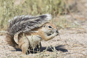 Botsuana, Kgalagadi Transfrontier National Park, Mabuasehube Game Reserve, Afrikanisches Erdhörnchen, Xerus inauris - FOF10218