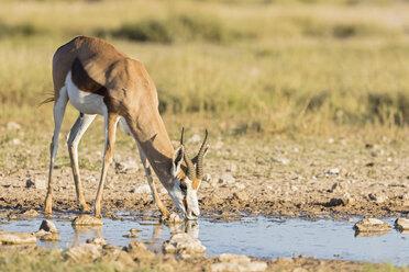 Botswana, Kgalagadi Transfrontier National Park, Mabuasehube Game Reserve, Springbock trinkt am Wasserloch, Antidorcas marsupialis - FOF10220