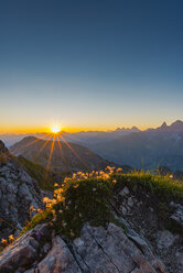 Germany, Bavaria, Allgaeu, Allgaeu Alps, Alpine pasque flower at sunrise - WGF01232