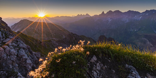 Germany, Bavaria, Allgaeu, Allgaeu Alps, Alpine pasque flower at sunrise - WGF01234