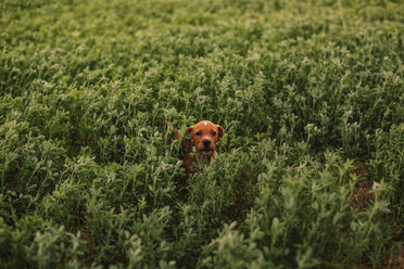 Puppy among grass in the field - ACPF00289