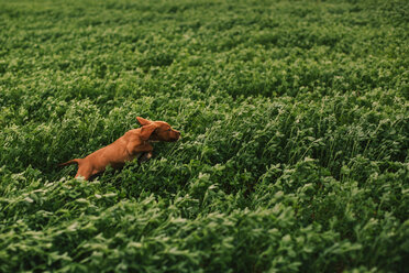 Welpe springt auf Wiese - ACPF00290