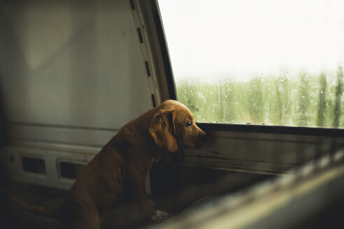 Trauriges Hündchen schaut aus dem Fenster eines Lieferwagens - ACPF00292