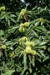 Sweet chestnuts on tree - HLF01112