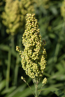 Seed head of millet, close-up - HLF01113