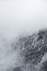 Italy, Modena, Cimone, snowy winter forest in haze - JPIF00029