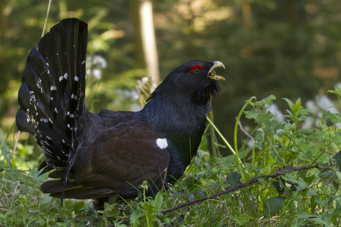 Auerhuhn, tetrao urogallus, männlich - ZCF00646