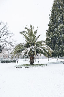 Italien, Florenz, schneebedeckte Palme - MGIF00204