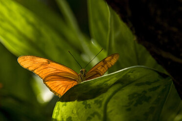 A Julia Heliconian butterfly (Dryas iulia) basks on a leaf at the Niagara Butterfly Conservatory in Niagara Falls, Ontario, Cana - AURF01984