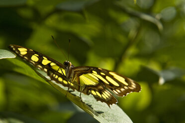 Ein Malachit-Schmetterling (Siproeta stelenes) sonnt sich auf einem Blatt im Nigara Butterfly Conservatory in Niagara Falls, Ontario, Kanada - AURF01985