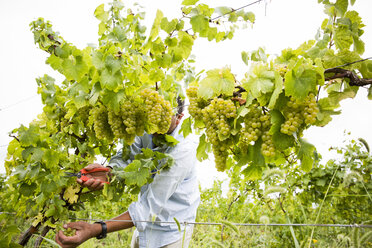 Ein Mann pflückt Trauben von den Rebstöcken in einem Weinberg in der Finger Lakes-Region im Bundesstaat New York - AURF02033