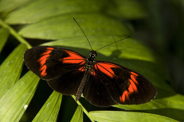 Ein Postbotenfalter (Heliconius melpomene) sonnt sich auf einem Blatt im Nigara Butterfly Conservatory, Niagara Falls, Ontario, Kanada. - AURF02091