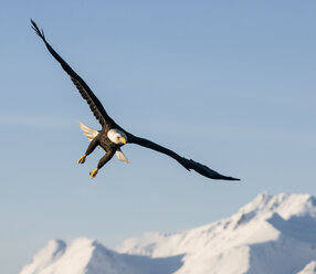 Weißkopfseeadler (Haliaeetus leucocephalus) - AURF02142