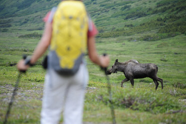 Rucksacktourist trifft beim Wandern im Chugach State Park in der Nähe von Anchorage, Alaska, auf einen Elch. - AURF02143